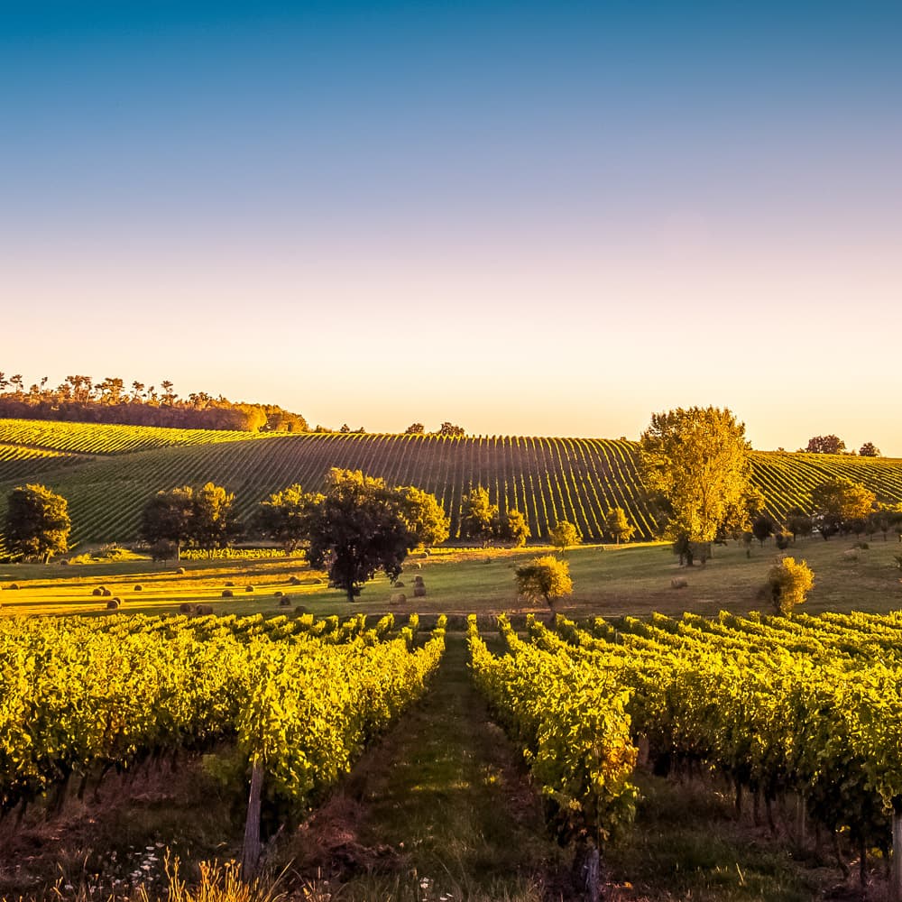 Mornington Peninsula Wineries